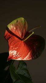 Close-up of red leaf against white background