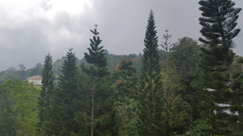 Pine trees in forest against sky