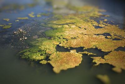 Close-up of moss in water