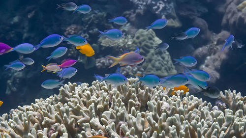 View of fish underwater