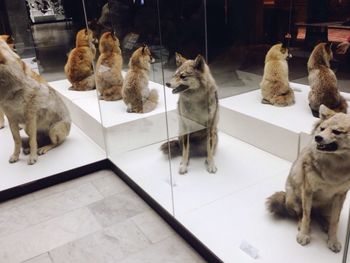 Dogs sitting on tiled floor