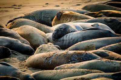 Group of sea lions on beach