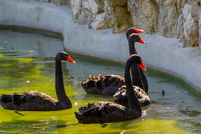 Swan swimming in lake