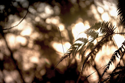 Low angle view of plant against sky