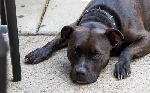 High angle portrait of dog relaxing outdoors