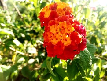 Close-up of red flowers