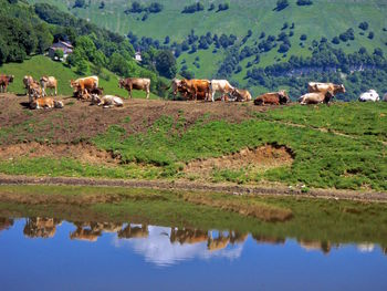 Cows grazing in a lake