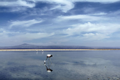 Birds in a sea