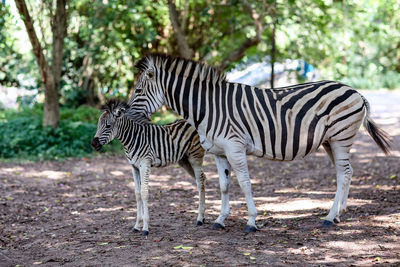 Side view of zebras standing in forest