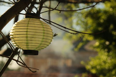 Low angle view of electric lamp hanging on tree