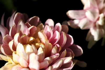 Close-up of pink flowers blooming outdoors