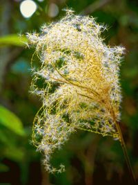 Close-up of plant