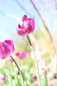 Close-up of pink tulip