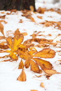 Close-up of dry maple leaves on plant during autumn