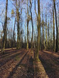 Trees in forest