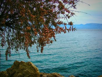 Tree by sea against sky