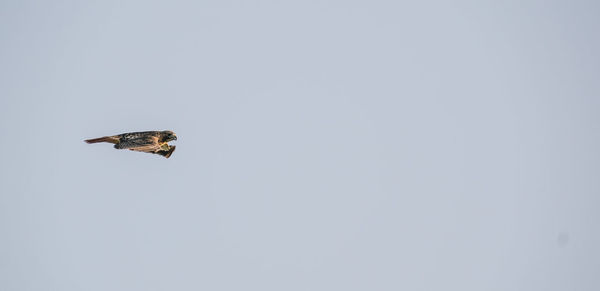 Low angle view of eagle flying in sky