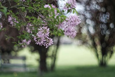 Close-up of purple flowering plants in park