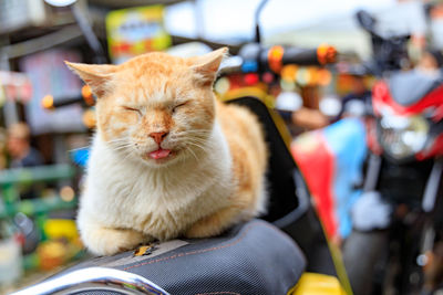 Close-up of a cat with eyes closed