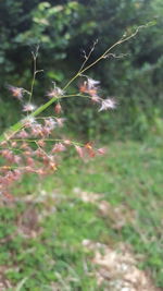 Close-up of plant against blurred background