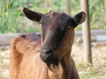 Close-up portrait of a goat