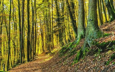 Panoramic view of trees in forest