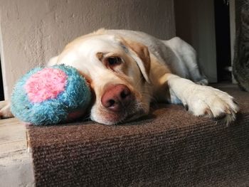 Close-up of dog relaxing at home