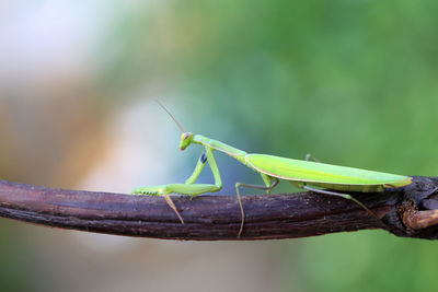 Close-up of grasshopper on leaf