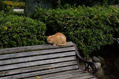 Cat sleeping in a plant