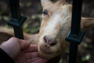 Close-up of hand with goat