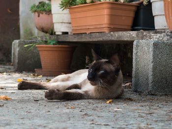 Portrait of siamese cat resting outdoors