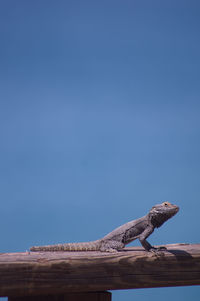 Lizard on wood against clear blue sky