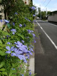 Close-up of purple flowers