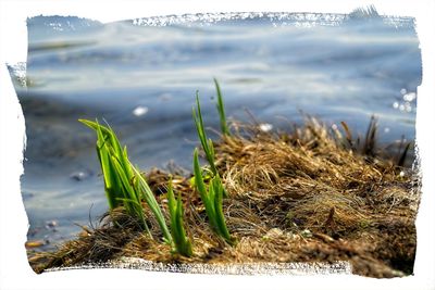 Close-up of grass by lake