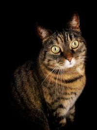 Close-up portrait of cat against black background