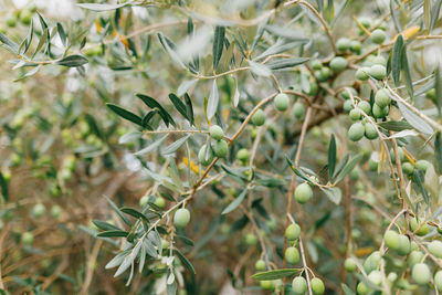 Close-up of fruit growing on tree