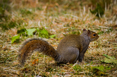 Close up of an animal on field