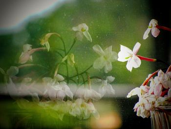 Close-up of white flowers