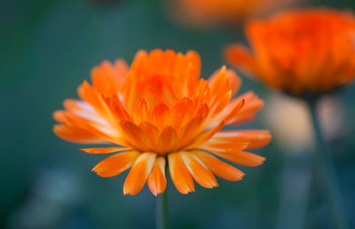 Close-up of yellow flower