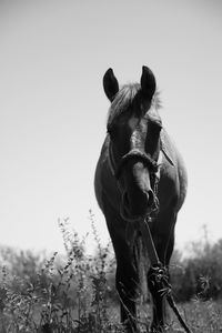 Close-up of a horse on field against sky