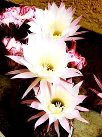 Close-up of white flower