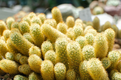 Close-up of succulent plant