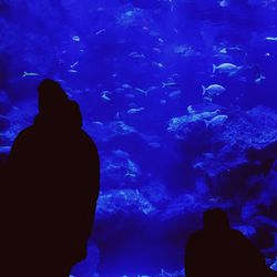 Rear view of silhouette man swimming in aquarium