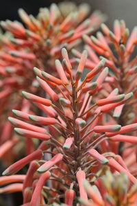 Close-up of red flowers