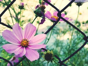 Close-up of pink cosmos flower