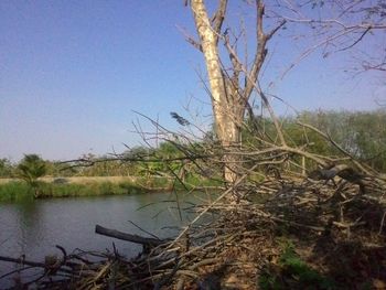 Bare trees on landscape against clear sky