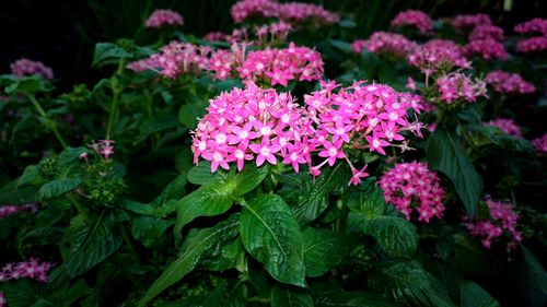 Close-up of pink flowers in park