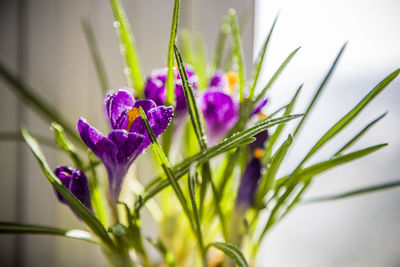 Close-up of purple crocus plant