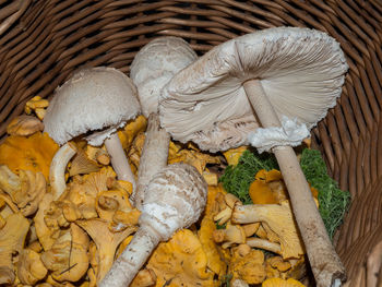 Close-up of mushrooms in basket