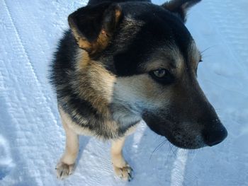 High angle view of dog on snow